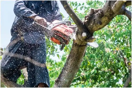 tree services Quilcene